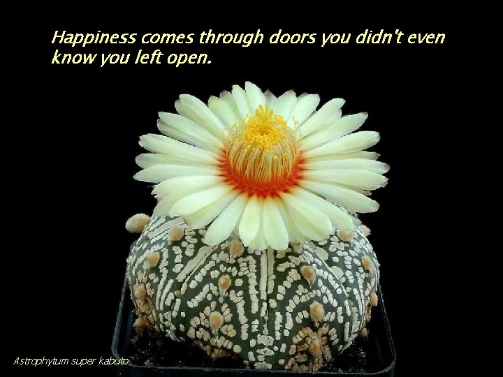 Happiness comes through doors you didn't even know you left open. Astrophytum super kabuto