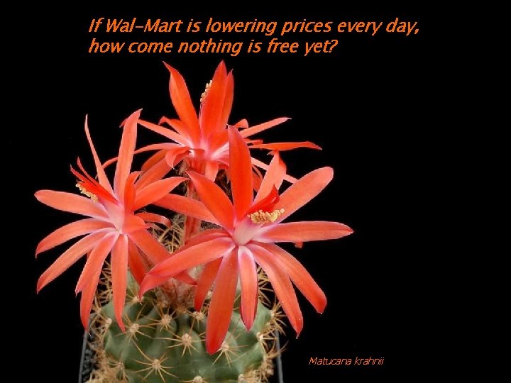 If Wal-Mart is lowering prices every day, how come nothing is free yet? Matucana