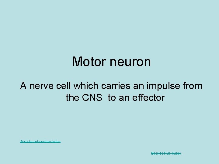 Motor neuron A nerve cell which carries an impulse from the CNS to an