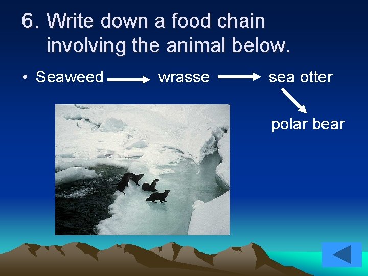 6. Write down a food chain involving the animal below. • Seaweed wrasse sea