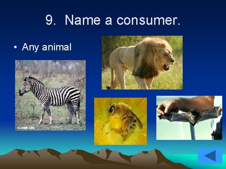 9. Name a consumer. • Any animal 