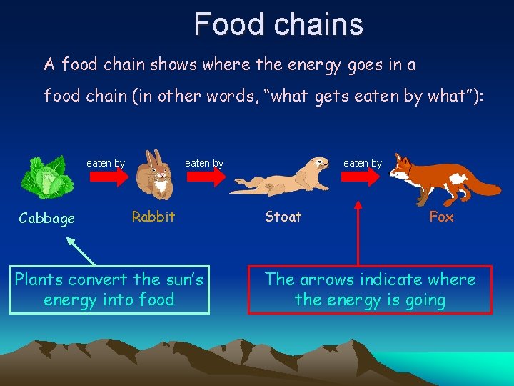 Food chains A food chain shows where the energy goes in a food chain