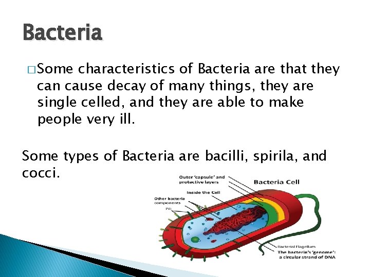 Bacteria � Some characteristics of Bacteria are that they can cause decay of many