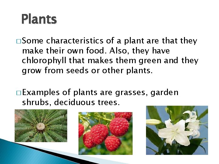 Plants � Some characteristics of a plant are that they make their own food.