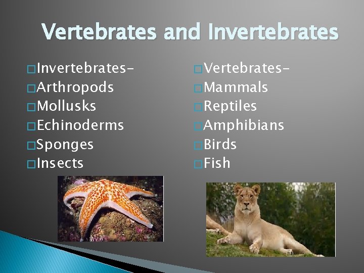 Vertebrates and Invertebrates � Invertebrates- � Vertebrates- � Mollusks � Reptiles � Arthropods �