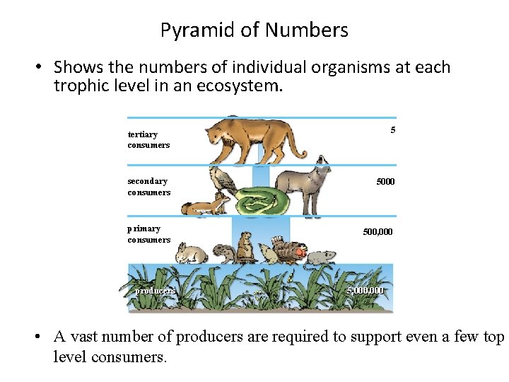 Pyramid of Numbers • Shows the numbers of individual organisms at each trophic level