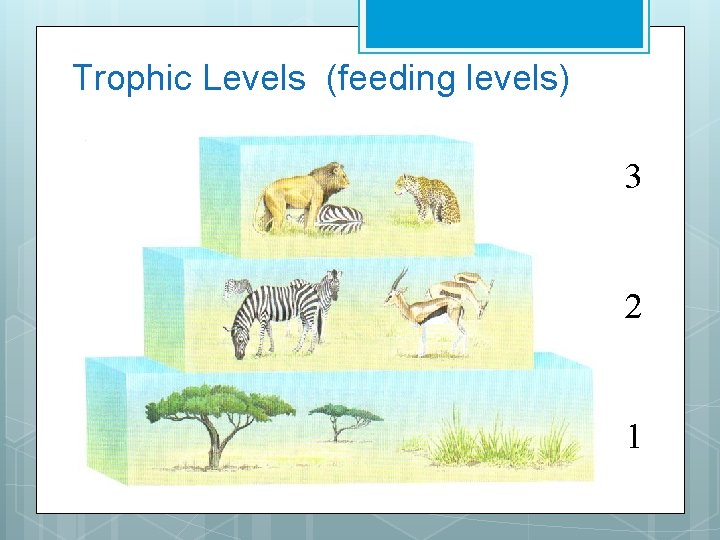 Trophic Levels (feeding levels) 3 2 1 