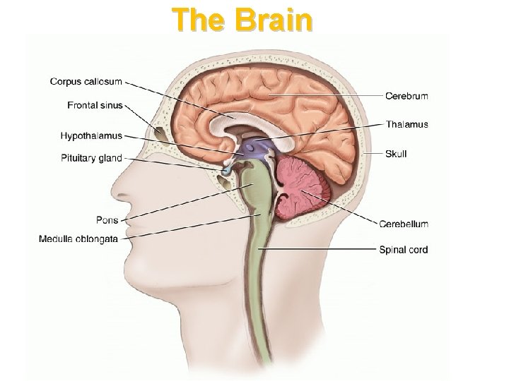 The Brain 