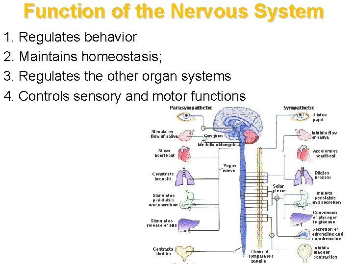 Function of the Nervous System 1. Regulates behavior 2. Maintains homeostasis; 3. Regulates the