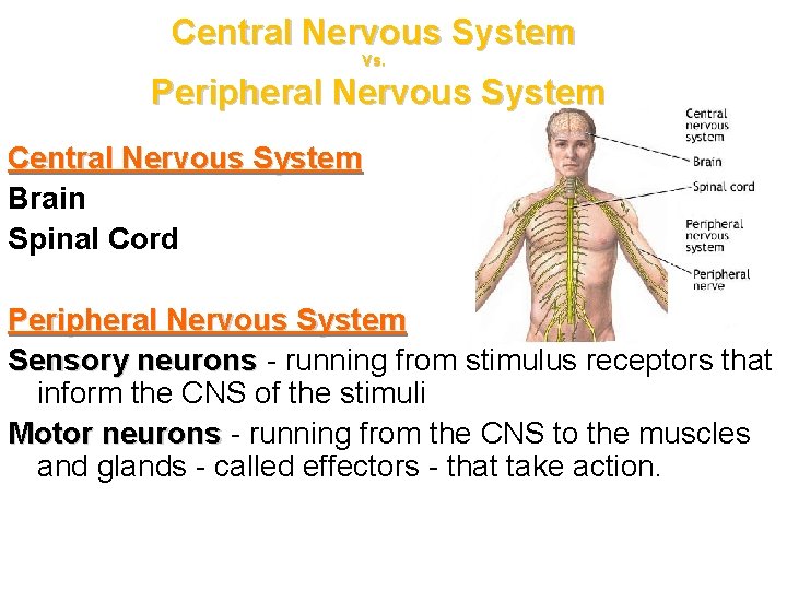 Central Nervous System Vs. Peripheral Nervous System Central Nervous System Brain Spinal Cord Peripheral