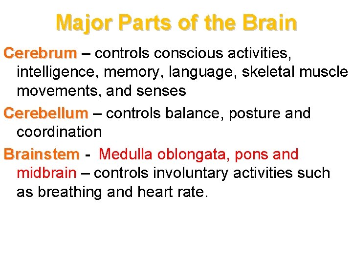 Major Parts of the Brain Cerebrum – controls conscious activities, intelligence, memory, language, skeletal