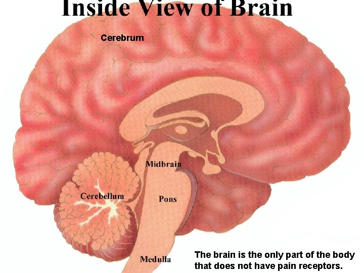 Cerebrum The brain is the only part of the body that does not have