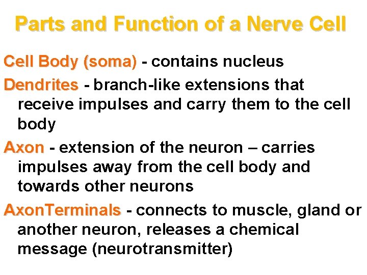 Parts and Function of a Nerve Cell Body (soma) (soma - contains nucleus Dendrites