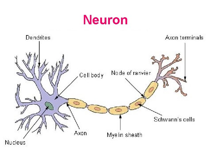 Neuron 