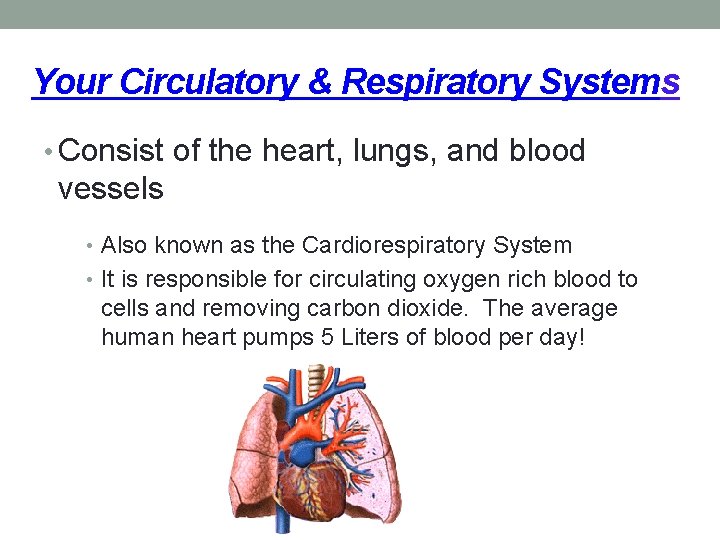 Your Circulatory & Respiratory Systems • Consist of the heart, lungs, and blood vessels Your Circulatory & Respiratory Systems • Consist of the heart, lungs, and blood vessels