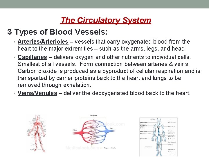 The Circulatory System 3 Types of Blood Vessels: • Arteries/Arterioles – vessels that carry
