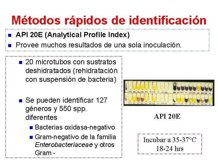 Métodos rápidos de identificación n n API 20 E (Analytical Profile Index) Provee muchos