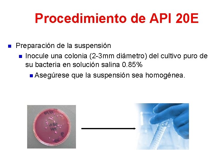 Procedimiento de API 20 E n Preparación de la suspensión n Inocule una colonia