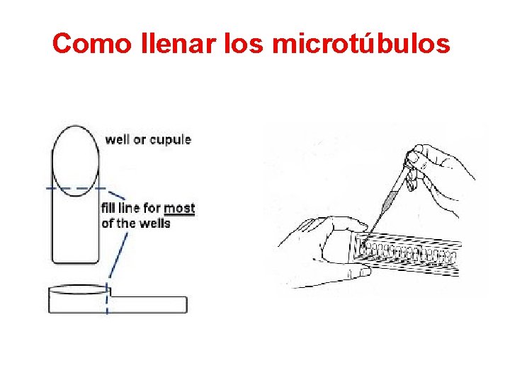 Como llenar los microtúbulos 