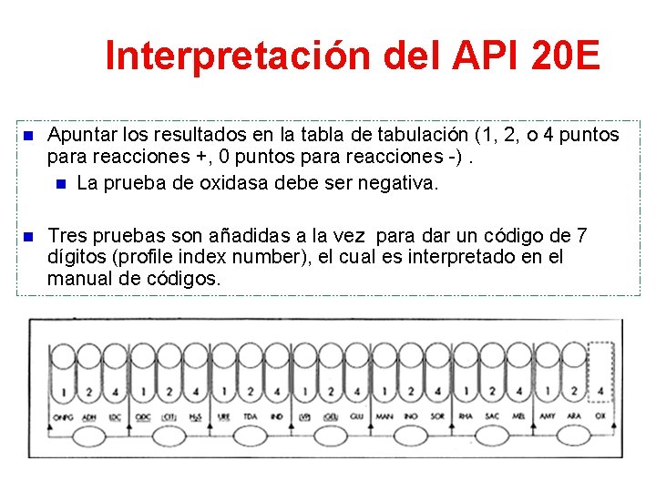 Interpretación del API 20 E n Apuntar los resultados en la tabla de tabulación