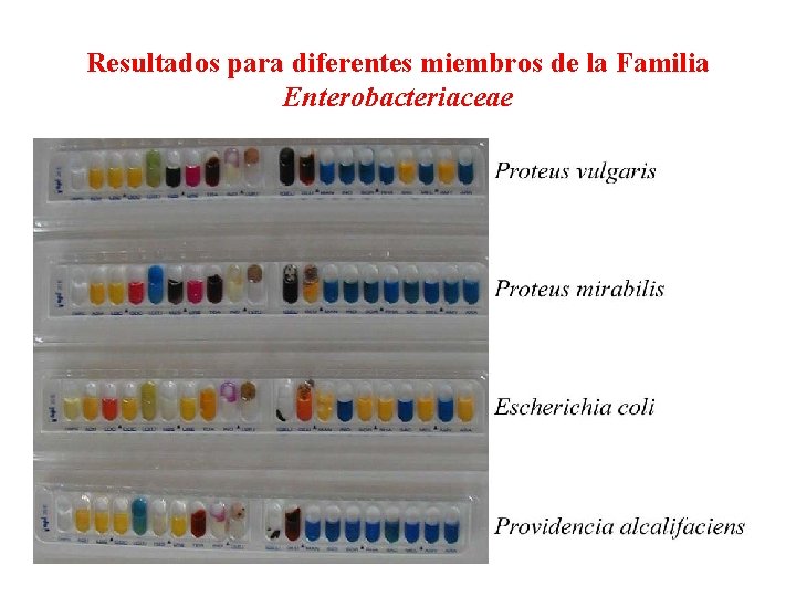 API 20 E Resultados para diferentes miembros de la Familia Enterobacteriaceae 