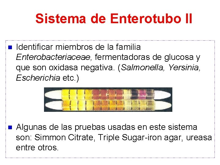 Sistema de Enterotubo II n Identificar miembros de la familia Enterobacteriaceae, fermentadoras de glucosa