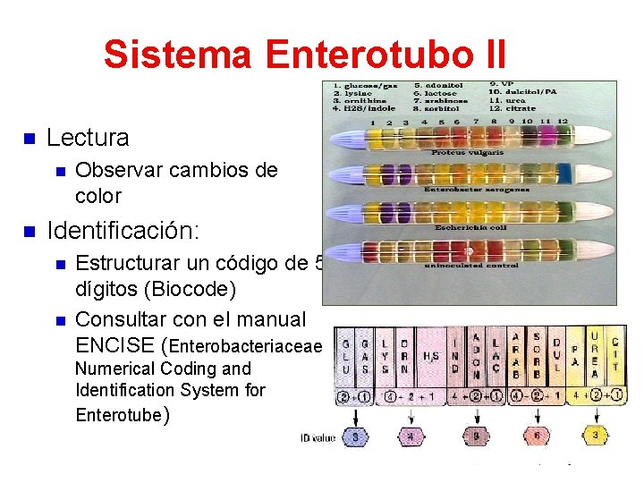 Sistema Enterotubo II n Lectura n n Observar cambios de color Identificación: n n