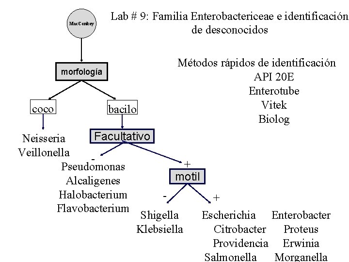 Mac. Conkey Lab # 9: Familia Enterobactericeae e identificación de desconocidos morfología coco bacilo