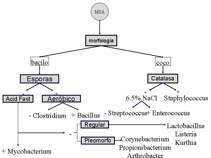 MSA morfología - bacilo coco Esporas Catalasa Acid Fast + Aeróbico + 6. 5%