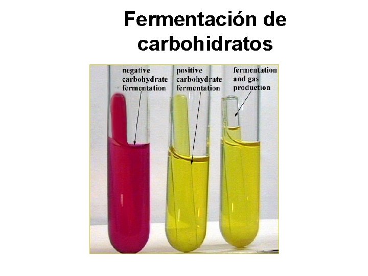 Fermentación de carbohidratos 