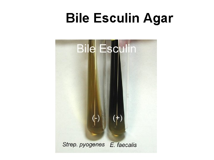 Bile Esculin Agar 