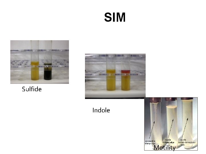 SIM Sulfide Indole Motility 