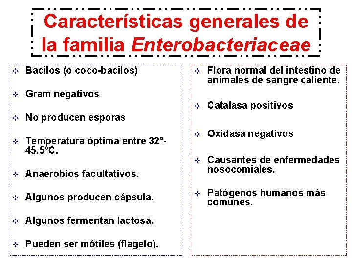 Características generales de la familia Enterobacteriaceae v Bacilos (o coco-bacilos) v Gram negativos v