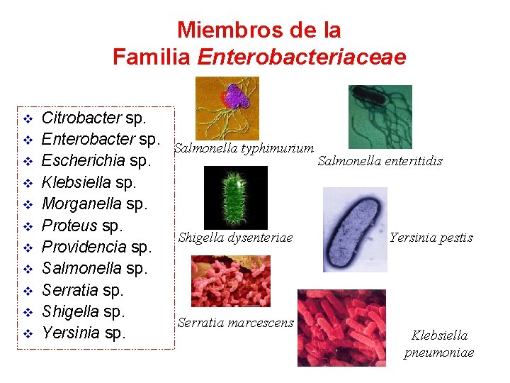 Miembros de la Familia Enterobacteriaceae v v v Citrobacter sp. Enterobacter sp. Salmonella typhimurium