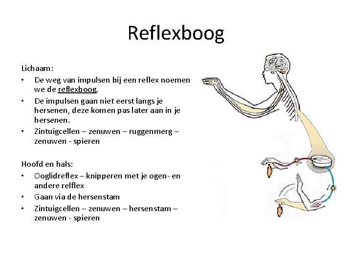 Reflexboog Lichaam: • De weg van impulsen bij een reflex noemen we de reflexboog.