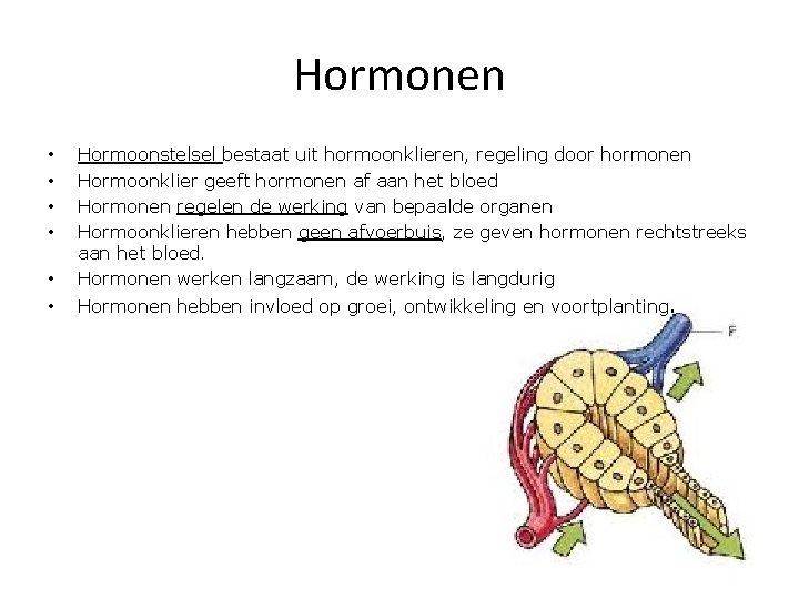 Hormonen • Hormoonstelsel bestaat uit hormoonklieren, regeling door hormonen Hormoonklier geeft hormonen af aan