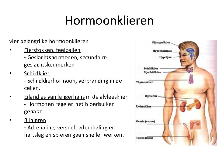 Hormoonklieren vier belangrijke hormoonklieren • Eierstokken, teelballen - Geslachtshormonen, secundaire geslachtskenmerken • Schildklier -
