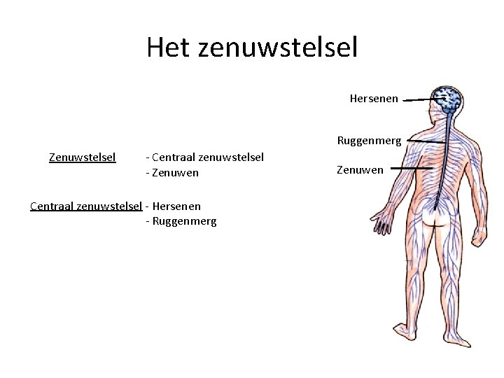 Het zenuwstelsel Hersenen Ruggenmerg Zenuwstelsel - Centraal zenuwstelsel - Zenuwen Centraal zenuwstelsel - Hersenen