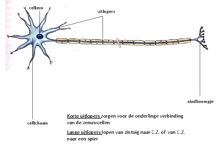 celkern uitlopers eindboompje cellichaam Korte uitlopers zorgen voor de onderlinge verbinding van de zenuwcellen
