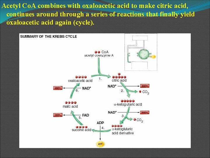 Acetyl Co. A combines with oxaloacetic acid to make citric acid, continues around through
