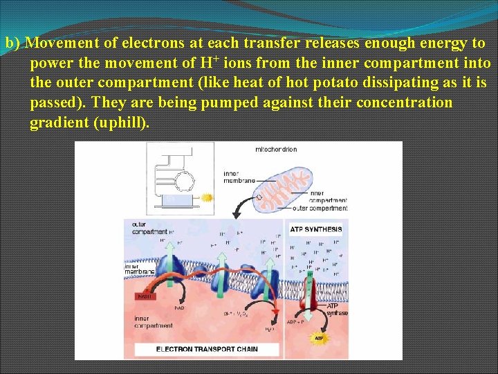 b) Movement of electrons at each transfer releases enough energy to power the movement