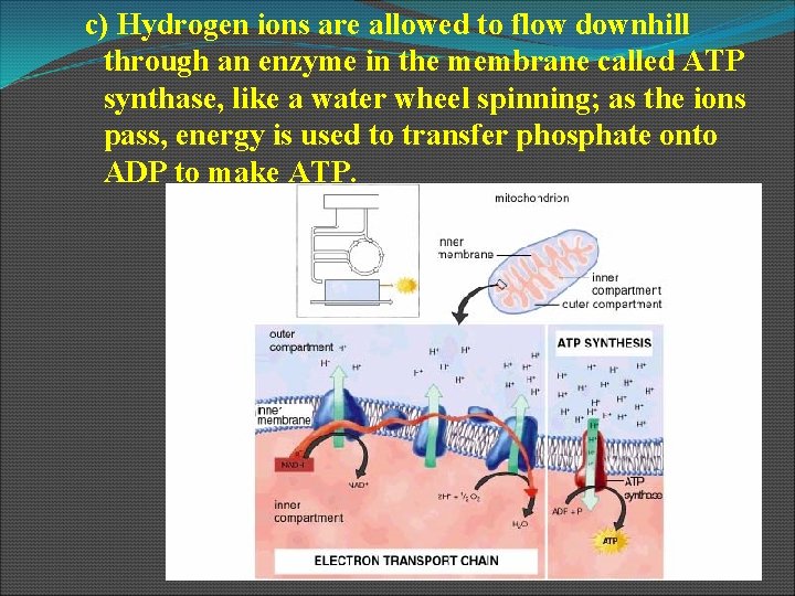 c) Hydrogen ions are allowed to flow downhill through an enzyme in the membrane