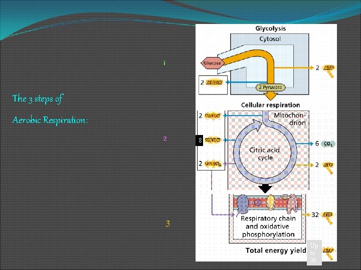1 The 3 steps of Aerobic Respiration: 2 8 3 Up to 36 
