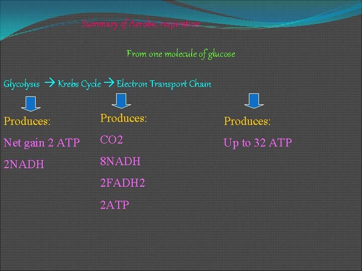 Summary of Aerobic respiration From one molecule of glucose Glycolysis Krebs Cycle Electron Transport