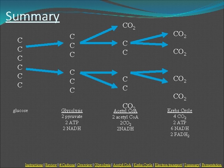 Summary C C C glucose CO 2 C C C C C Glycolysis 2