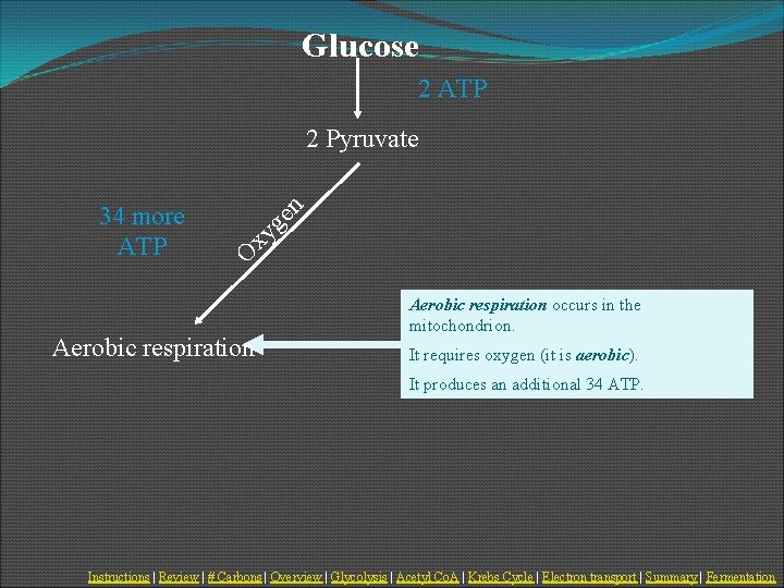Glucose 2 ATP xy O 34 more ATP ge n 2 Pyruvate Aerobic respiration