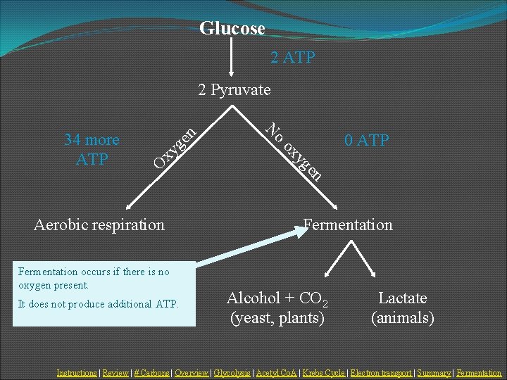 Glucose 2 ATP xy 0 ATP n ge y ox O o N 34
