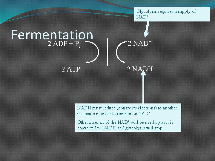 Glycolysis requires a supply of NAD+. Fermentation 2 ADP + P i 2 ATP