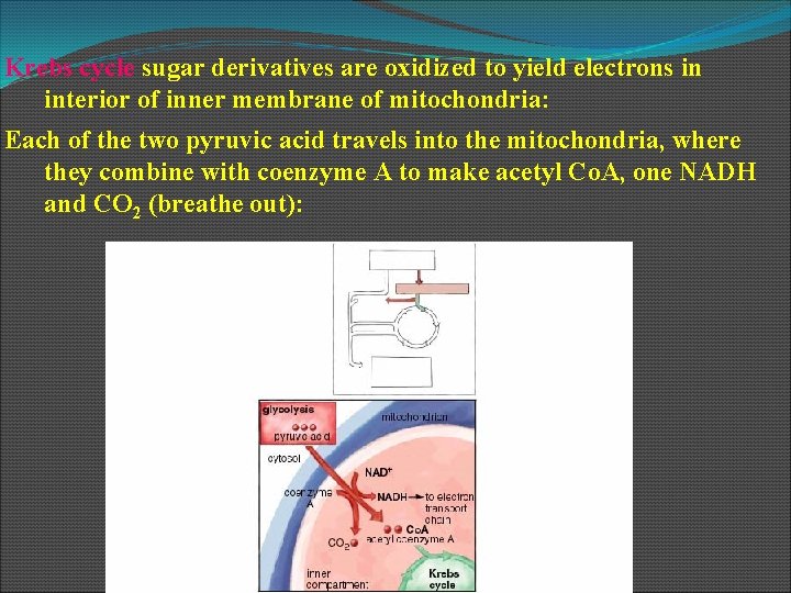 Krebs cycle sugar derivatives are oxidized to yield electrons in interior of inner membrane