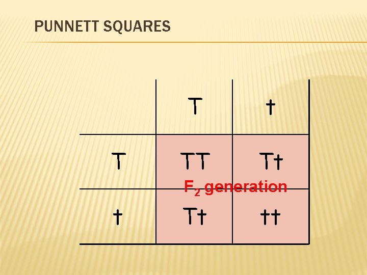 PUNNETT SQUARES T T t TT Tt F 2 generation t Tt tt 